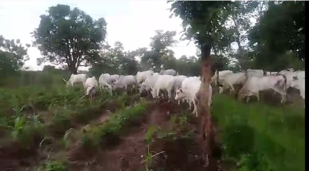 herdsmen's cattle destroy farm in Kogi